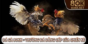Đá Gà 8Okk – Trường Đá Đẳng Cấp Của Chiến Kê Khét Tiếng
