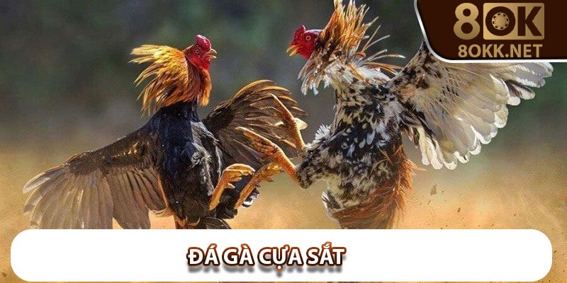 Đá gà cựa sắt